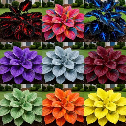 Blue Flame Hostas and Free Organic Pot Mix 100 Grams
