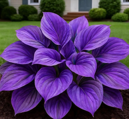 Blue Flame Hostas and Free Organic Pot Mix 100 Grams